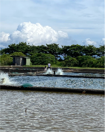 鮑魚