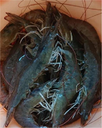午仔魚